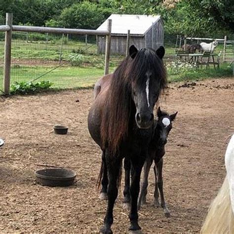 What does a Newfoundland Pony look like? - DIY Seattle