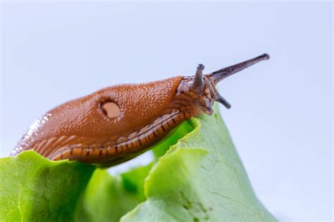 How Swallowing a Slug Left a Teen Paralyzed | Live Science