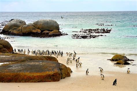 African Penguins Colony at Boulders Beach Stock Image - Image of ...