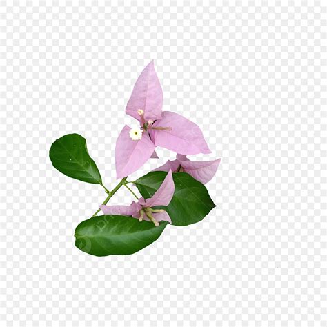 Bougainvillea Spectabilis Clipart PNG, Vector, PSD, and Clipart With ...