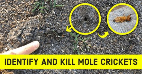 Mole Cricket Holes - A Pictures Of Hole 2018