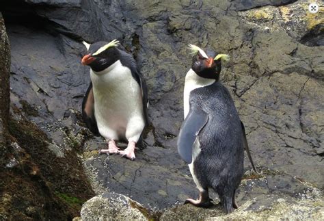 Monro Beach Walk: Spotting a Fiordland Crested Penguin | Crested penguin, Penguins, Cuddly animals