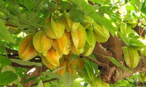 Star Fruit Tree: Growing Unique Tropical Fruit | Epic Gardening