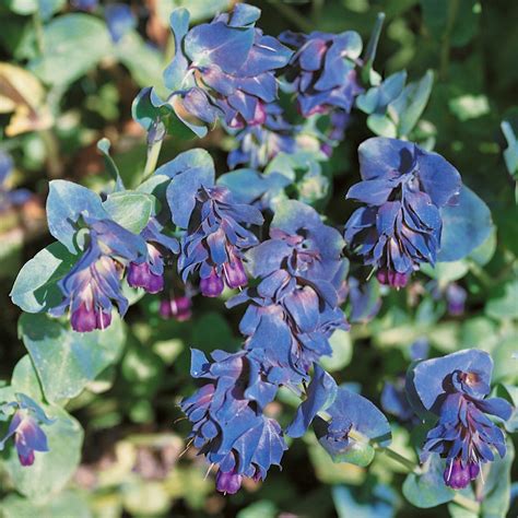 Honeywort Seeds - Cerinthe Major Flower Seeds