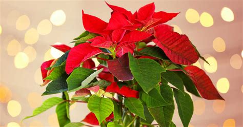 Poinsettia Care - Sunny Home Gardens