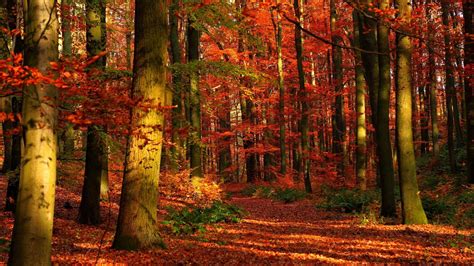 Forest in Autumn Wallpapers - Top Free Forest in Autumn Backgrounds ...