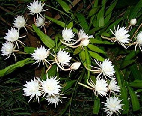 Brahma Kamal Live Plant (Queen Of the Night) Flower Plant | Brahma ...