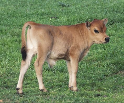 Miniature Jersey Cows For Sale In Mo - All About Cow Photos