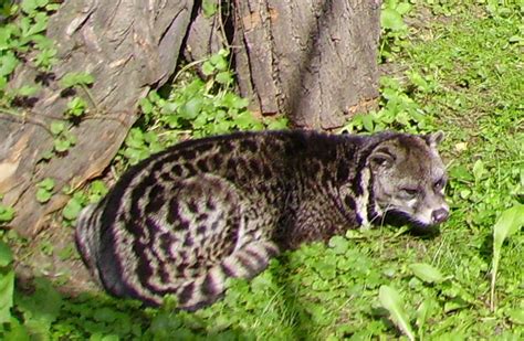 Malayan civet (Viverra tangalunga)