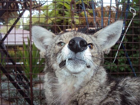 All City Animal Trapping: Glendale Coyote Trapping & Removal, Coyote Removal in Gledale