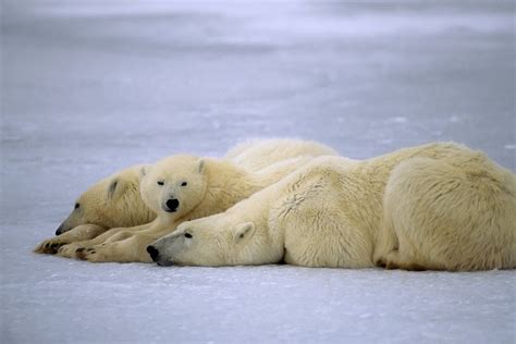 Wildlife Travel on Twitter | Polar bear, Bear, Polar