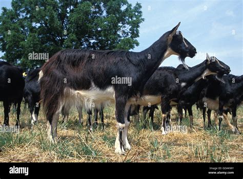 Poitevine Goat, a French Domestic Goat Breed Stock Photo - Alamy