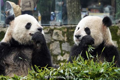 Giant Pandas Xing Er and Ya Er at Shanghai Zoo 2019 Jan Copenhagen Zoo, Panda's Dream, Giant ...