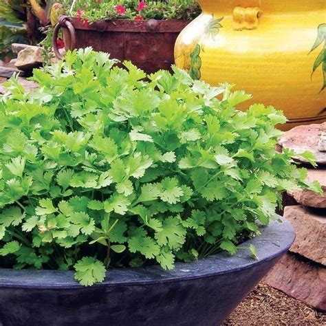 Healthy Cilantro Herb Seeds | Growing cilantro, Growing food, Plants