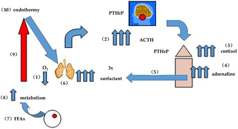 Biology | Free Full-Text | Life Is Simple—Biologic Complexity Is an Epiphenomenon