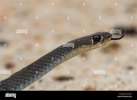 Yellow-faced Whip Snake Stock Photo - Alamy