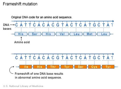 understand DNA: Genes, proteins and traits