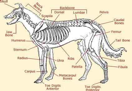 Dog Anatomy - Anatomy Of A Dog Facts & Information