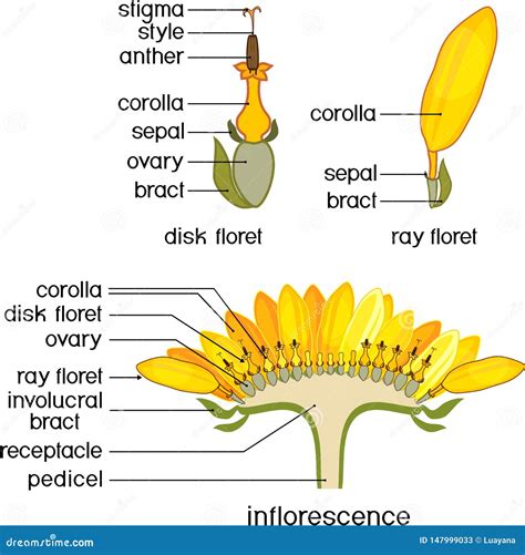 Structure Of Flower Of Sunflower In Cross Section. Diagram Of Flower ...