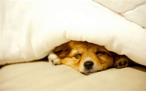 Puppy Sleeping Wallpapers on WallpaperDog