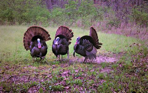 Turkey Hunting In Illinois: Hunting Lodge For Wild Turkey Hunting Trips | Heartland Lodge