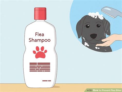 How to Prevent Flea Bites on Humans and Pets