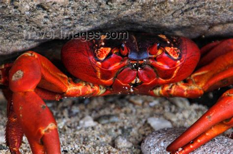 Christmas island - Crabs for Christmas - the Red Crab Migration - Travel Articles for Publishers ...