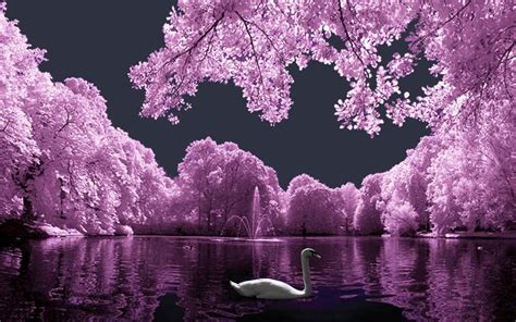 Pink Landscape With White Swan wallpaper | nature and landscape | Wallpaper Better