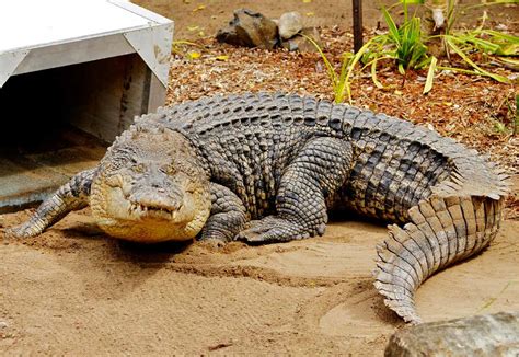 Colonel the croc takes pride of place at Rockhampton Zoo | Morning Bulletin