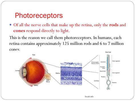 PPT - Communication Topic 6: Photoreceptor Cells PowerPoint ...