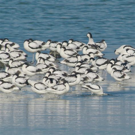 Wildlife at Steart Marshes | WWT