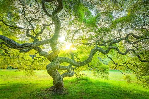 Japanese Maple Tree Silhouette