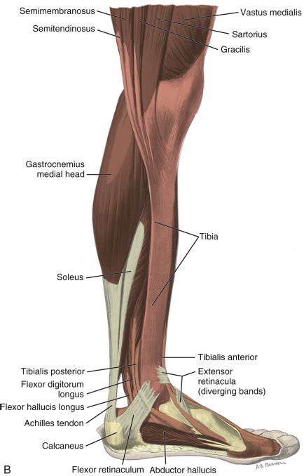 Ankle, Foot, and Lower Leg Ultrasound | Radiology Key