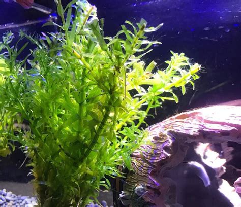 15 Best Plants For Shrimp Tank | Houseplant Alley