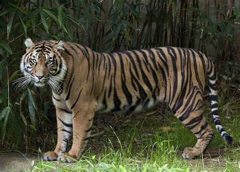 Sumatran Tiger | Smithsonian Institution