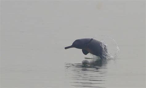 IUCN's latest Red List Assessment of the Ganges river dolphin ...