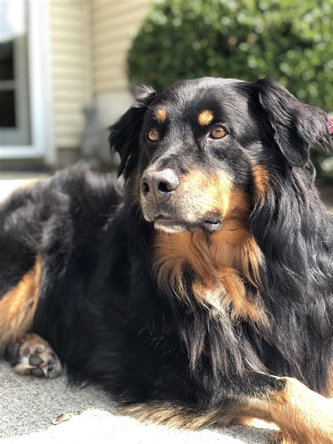 My fiancé’s Australian Shepherd-Rott mix 🖤🧡🖤 : aww