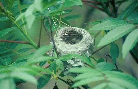 David's Photo Gallery NESTS M-Z / Yellow Warbler nest.jpg