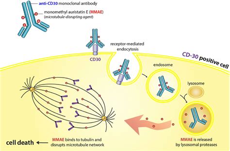 the mechanism of action of brentuximab vedotin. | Download Scientific ...