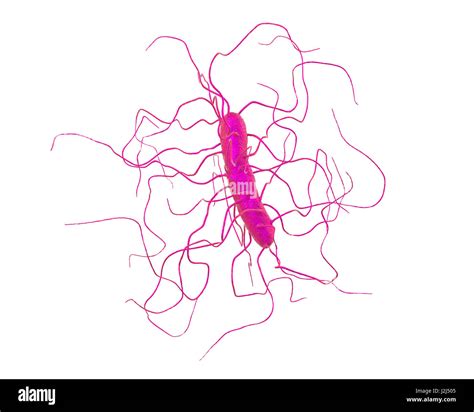 Clostridium difficile bacterium with peritrichous flagella, computer illustration. C. difficile ...