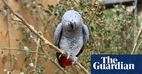 Swearing parrots separated after telling folk where to go | Birds | The ...