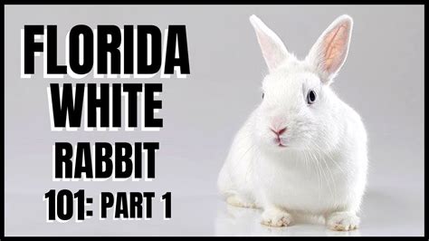 Florida White Rabbit 101: Part 1 - YouTube