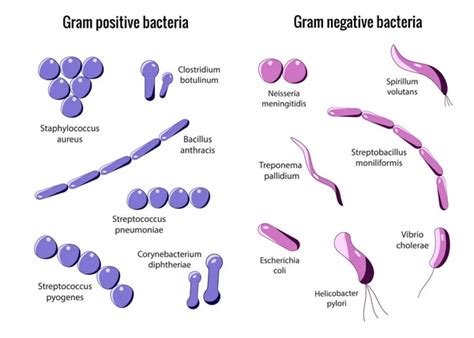 [10000印刷√] e coli under microscope gram stain 153380-What gram stain is e coli