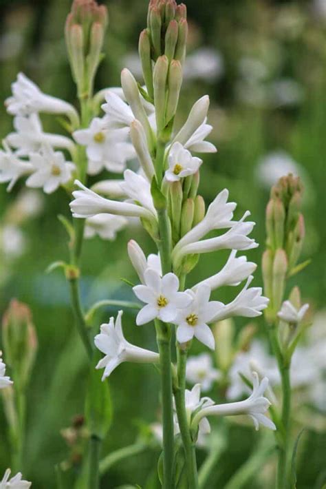 How to Plant Tuberose Flower? (Complete Growing & Care Tips)