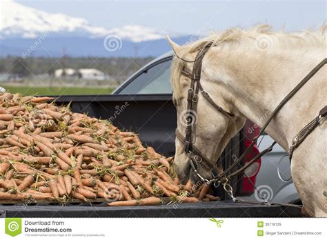 White Horse Eating Carrots Out of the Bed of a Truck Stock Image - Image of horse, daylight ...