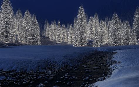 wallpaper-christmas lights in forest | Winter pictures, Landscape, Background