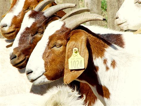 Australian Boer Goat – Cluny Livestock Exports Pty Ltd