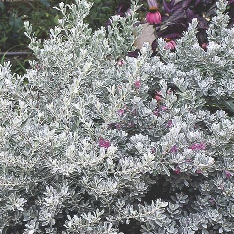 Texas Sage Flowers Edible - Okejely Garden Plant