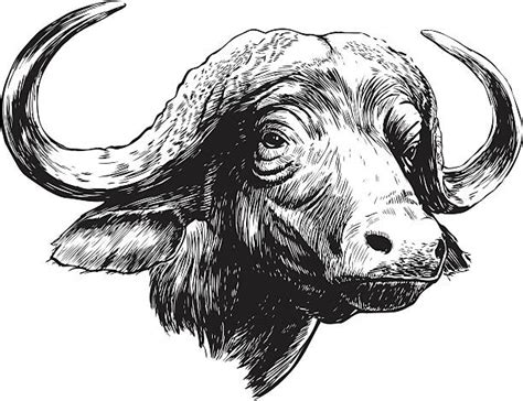 African Buffalo Illustrations, Royalty-Free Vector Graphics & Clip Art - iStock