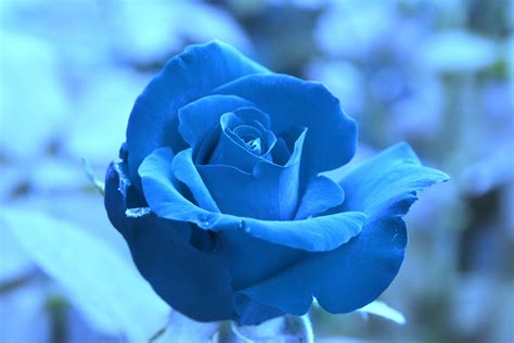 Blue Rose Desktop Wallpaper - Parketis